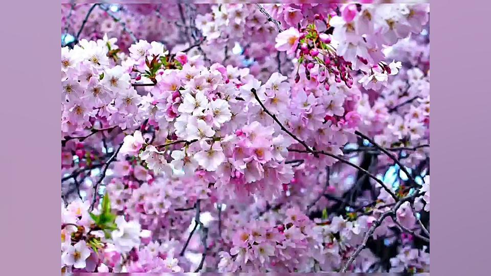 آهنگ خارجی پر طرفدار