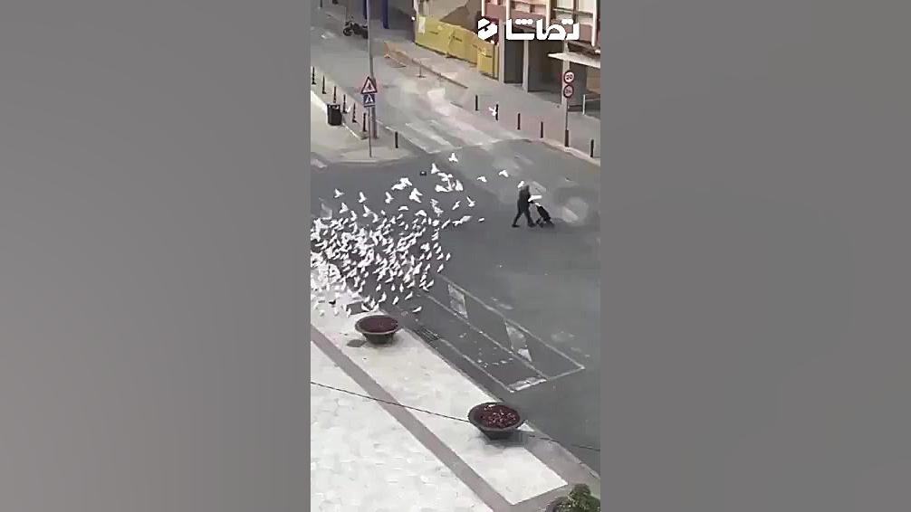 کبوترهای گرسنه در اسپانیا