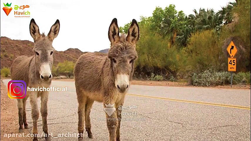 دانستنی‌های جالب درباره الاغ‌ه...