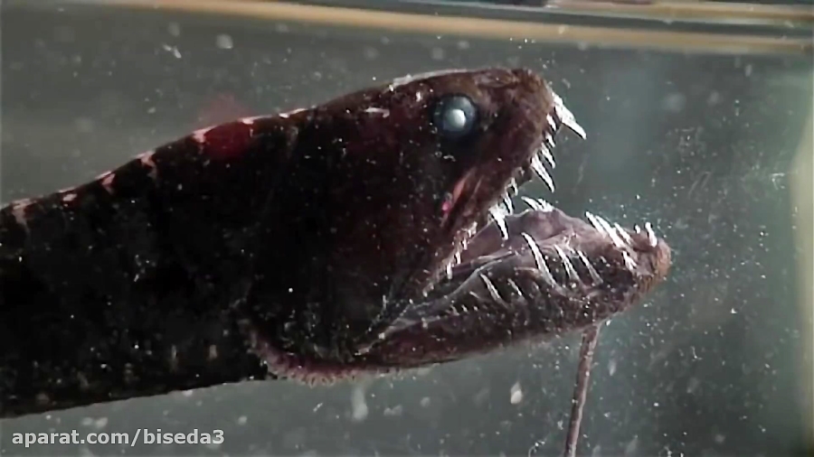 10 موجودات دریای عمیق و مرموز...