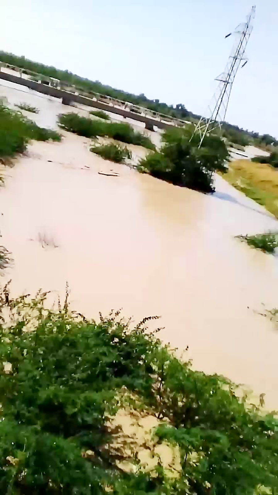 کارشناس حسنلنگی