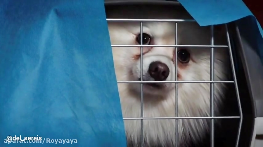 سریال عاشقانه