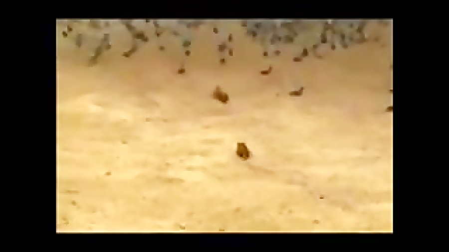 مهارت جالب در شکار کبوتر در صح...