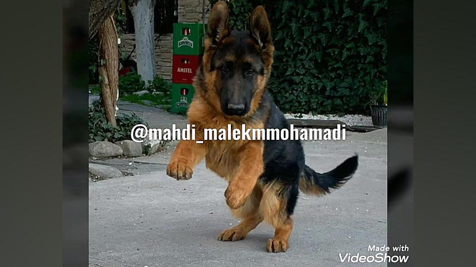 سرگرمی برای سگ ها در دوران قرن...