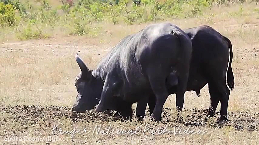 شاخ به شاخ شدن بوفالوهای نر در...