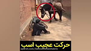 وفاداری یک اسب به صاحبش باور ک...