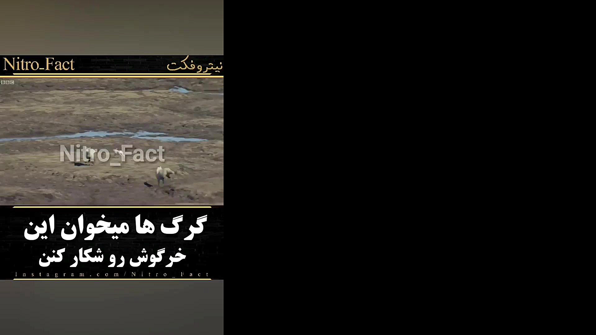 گرگ ها میخوان خرگوش رو شکار کن...