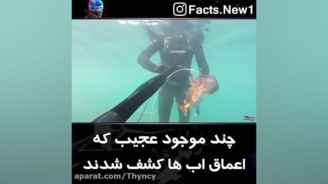 چند موجود عجیب که در اعماق آب...