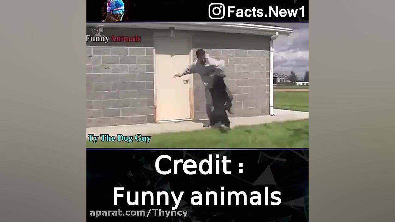 اگه یکی از این سگا ها رو داشته...