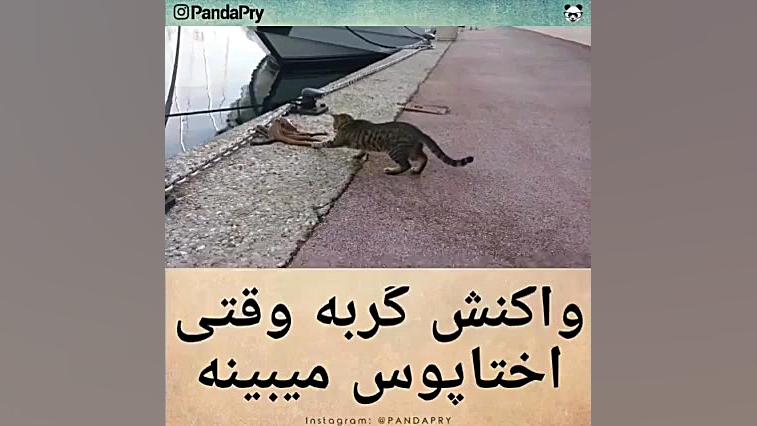 واکنش گربه وقتی اختاپوس میبینه