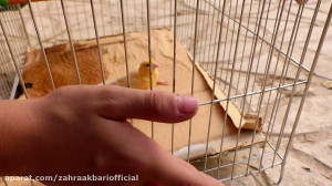 آزادی بی قید و شرط
