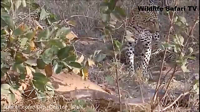 نبرد مار پیتون با پلنگ