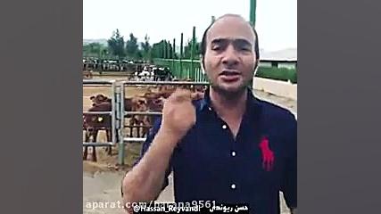 شاخ بازی در گاوداری