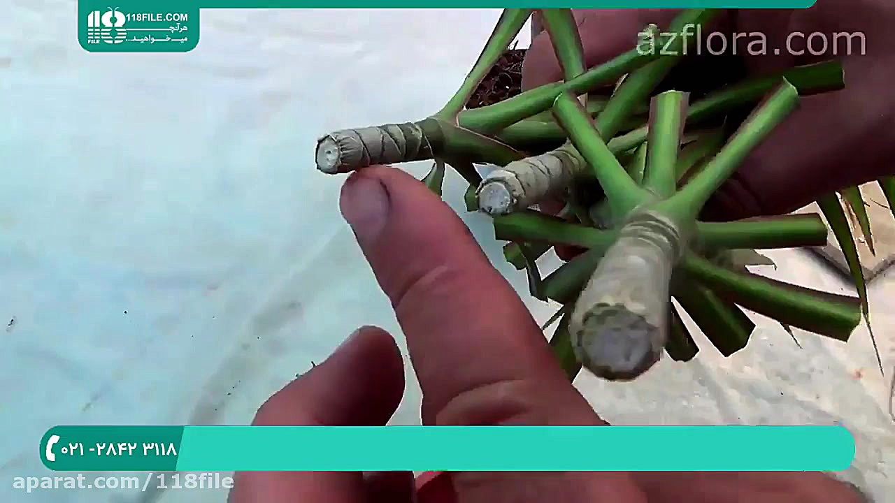 پرورش گل و گیاه | گل و گیاه آپ...