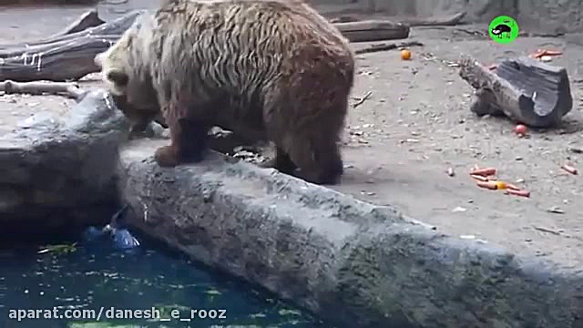 کمک حیوان به یکدیگر