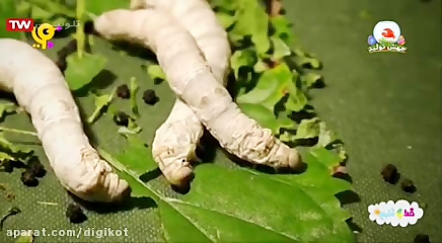 خدا چه آفریده؟  کرم ابریشم