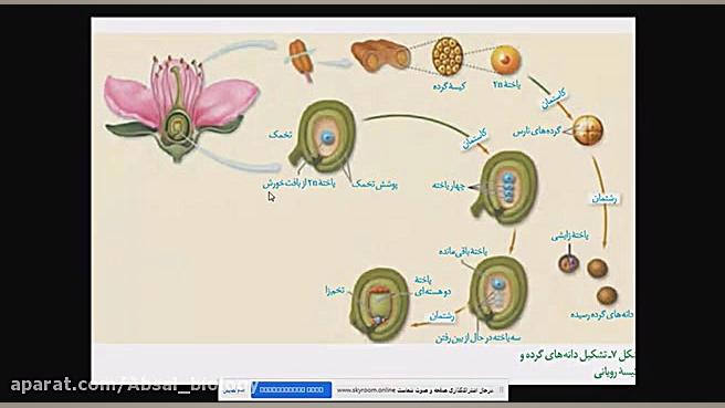 زیست شناسی۲ فصل ۸ تولید سلول ه...