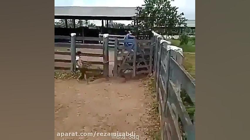 طنز اسب سواری...داداش بلد نیست...