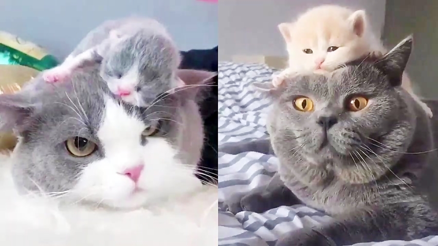 كليپ زيبا و جالب از گربه هاي م...