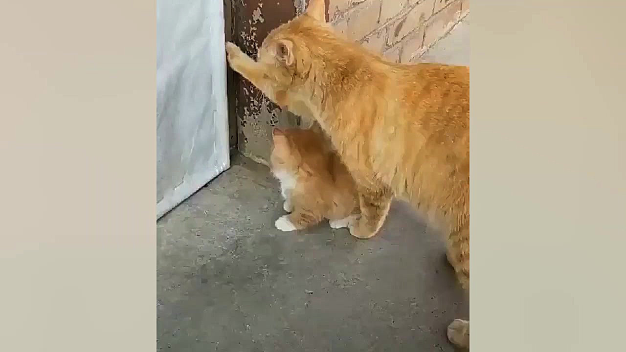 كليپ زيبا و جالب از گربه هاي م...