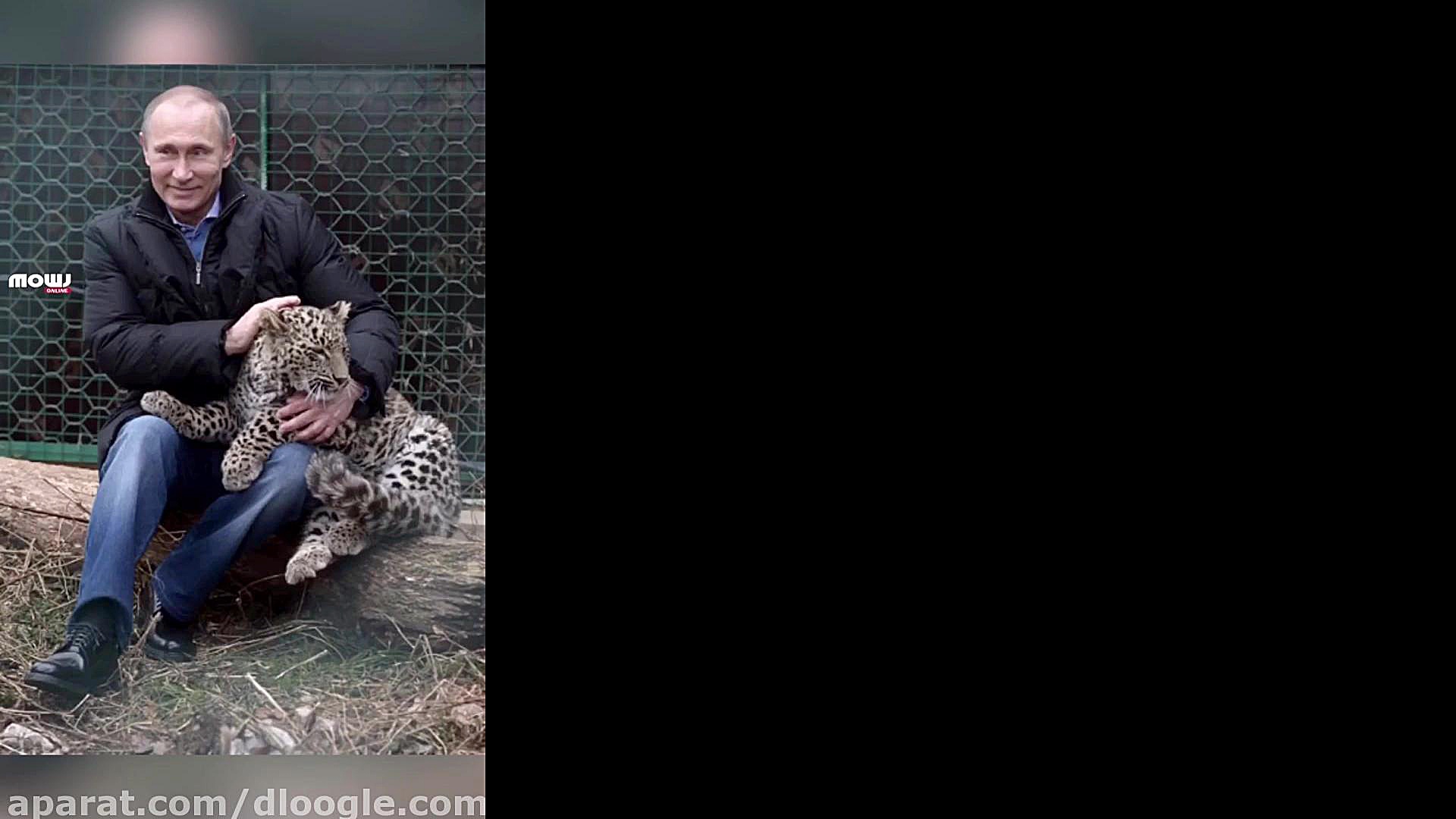 اقدام پوتین رهاکردن 500 شیر در...