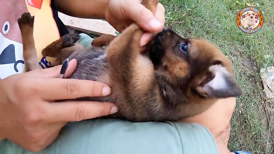 کمک به توله سگ تنها برای رهایی...