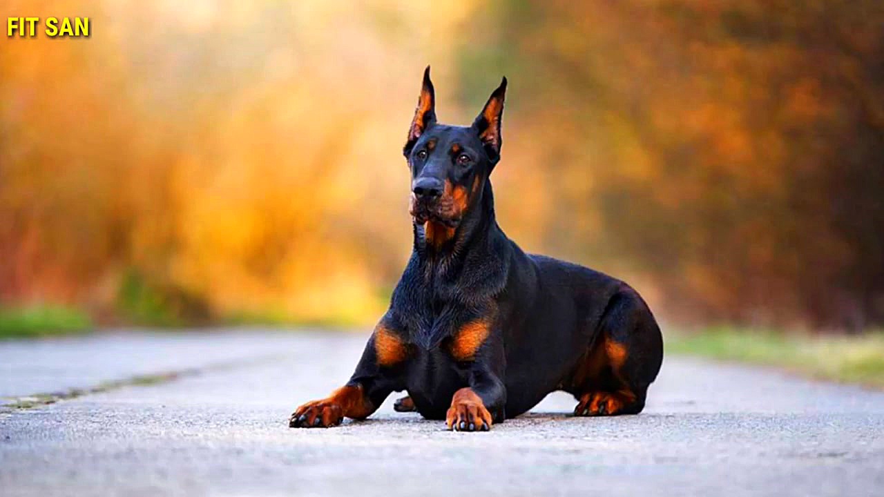 در مورد سگ قدرتمند دوبرمن چه م...