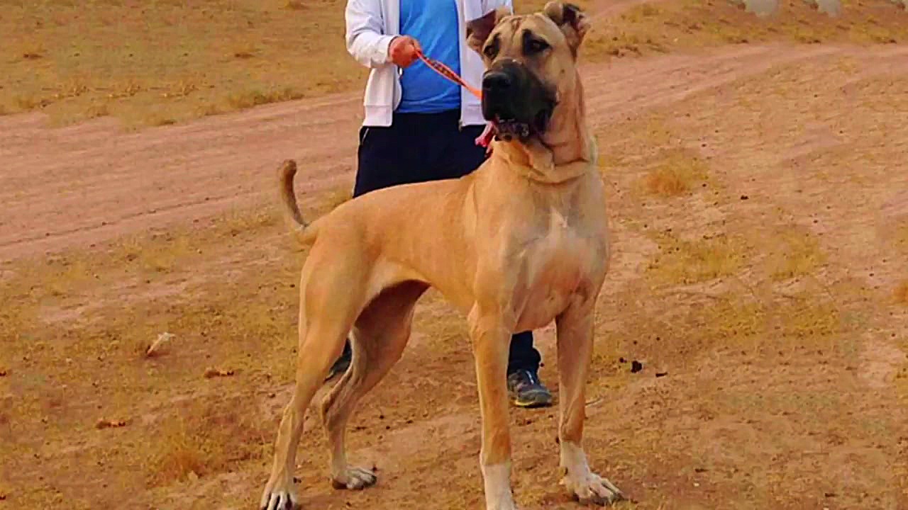 در مورد سگ قدرتمند سرابی چه می...