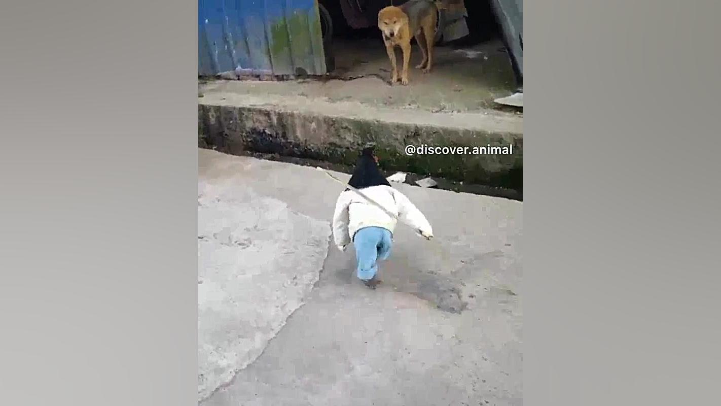 کلیپ خنده دار حیوانات بامزه