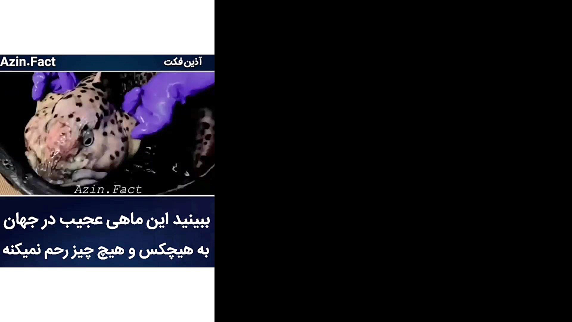 این ماهی عجیب به هیچ کس و هیچ...