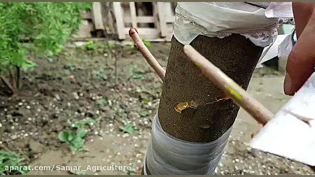 پیوند با کمک دریل