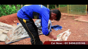 پرورش مرغ بومی در قفس