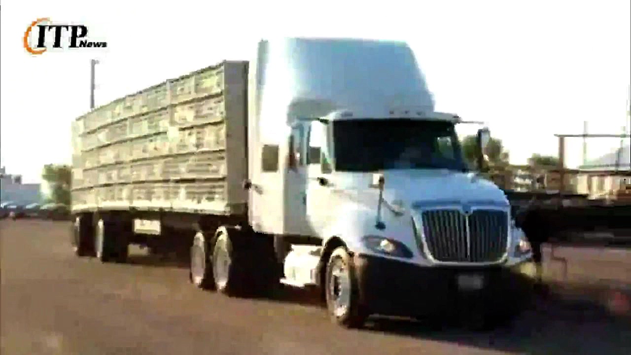 پرورش و کشتار بوقلمون