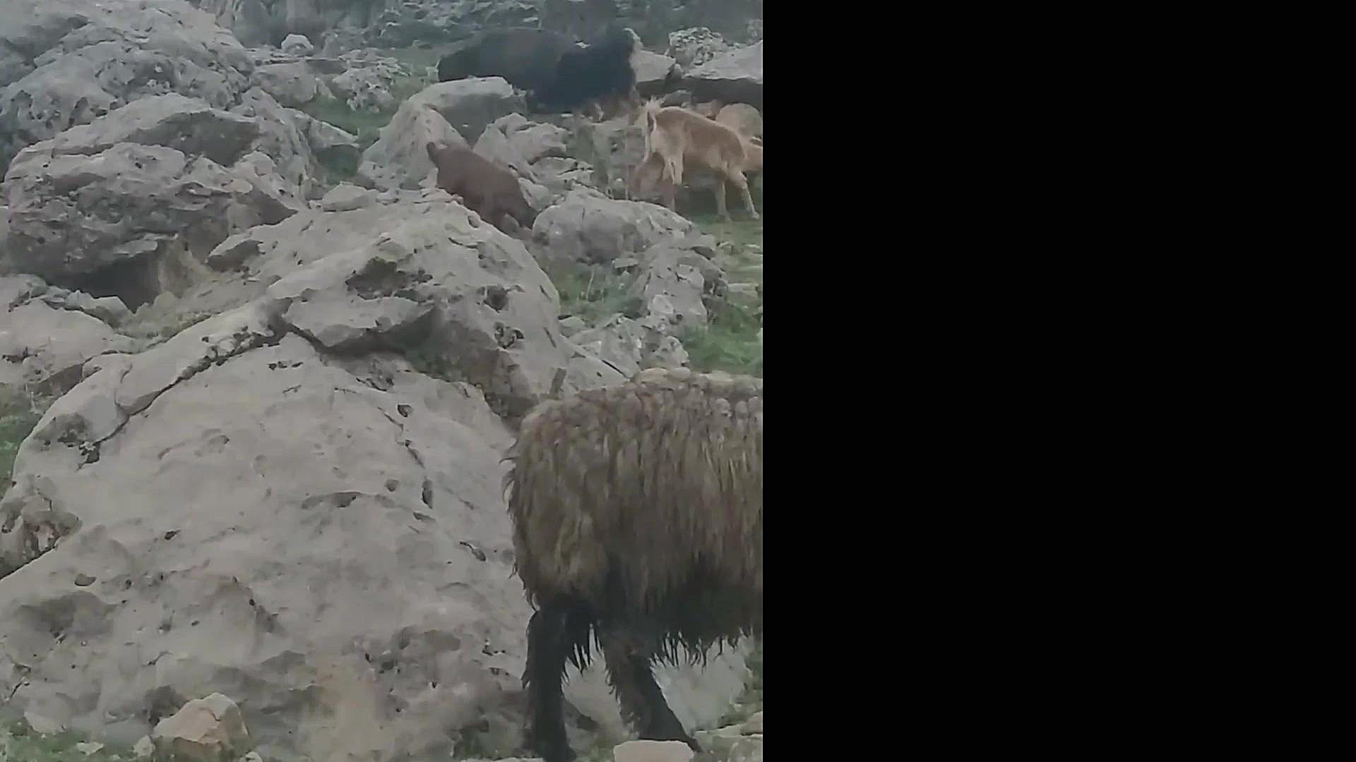 قشقایی هوشنگ طاهری دره شوری