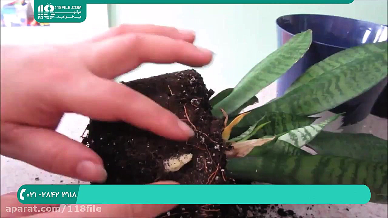پرورش گل و گیاه | گل و گیاه آپ...