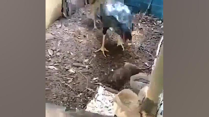 سلاخی کردن موش توسط خروس لاری