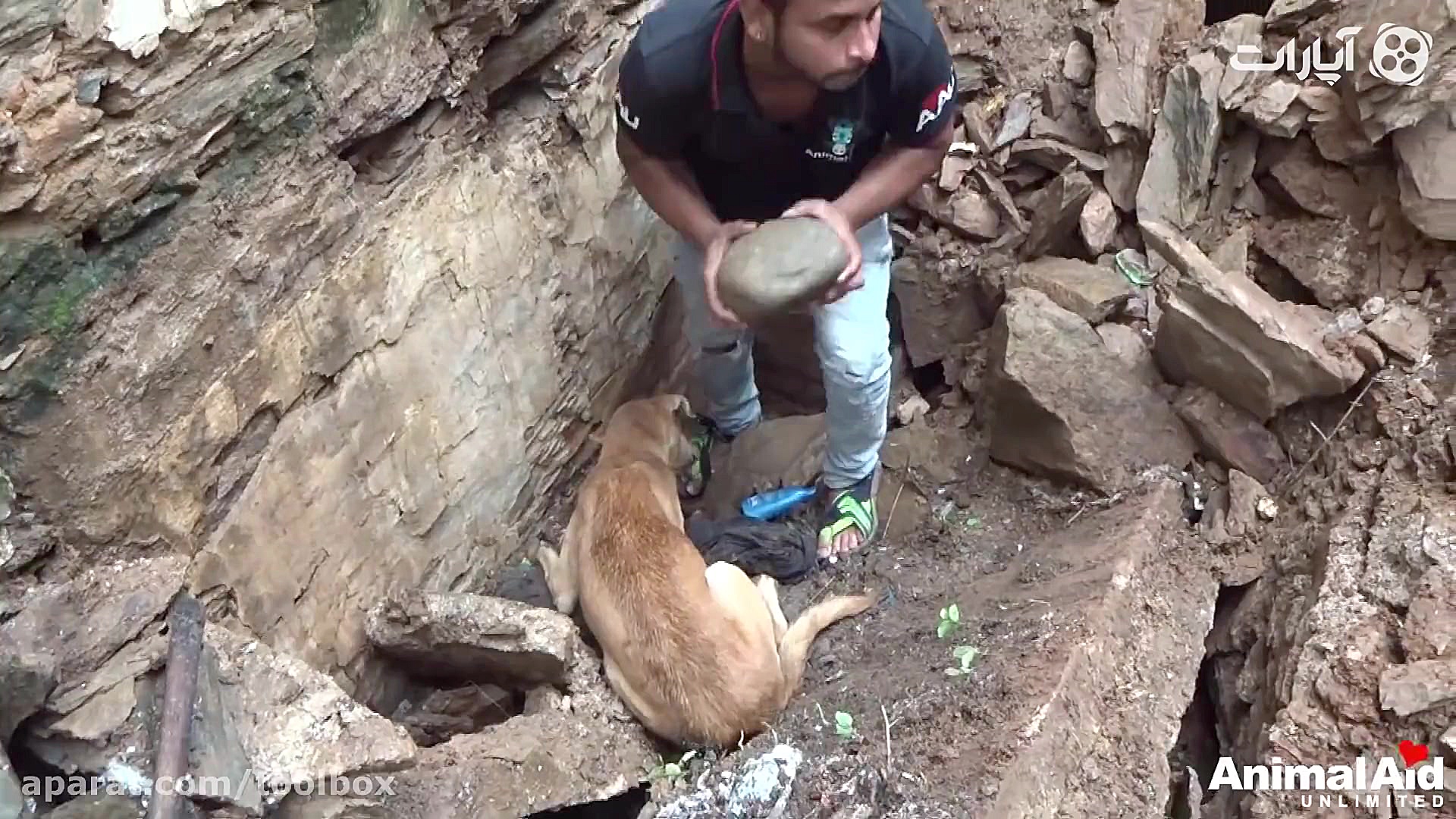 کمک سگ به امدادگران برای نجات...