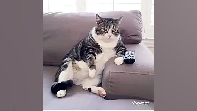 وقتی میگن دوران قرنطینه را چگو...