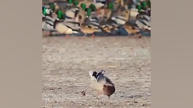 حمله شاهین به اردک