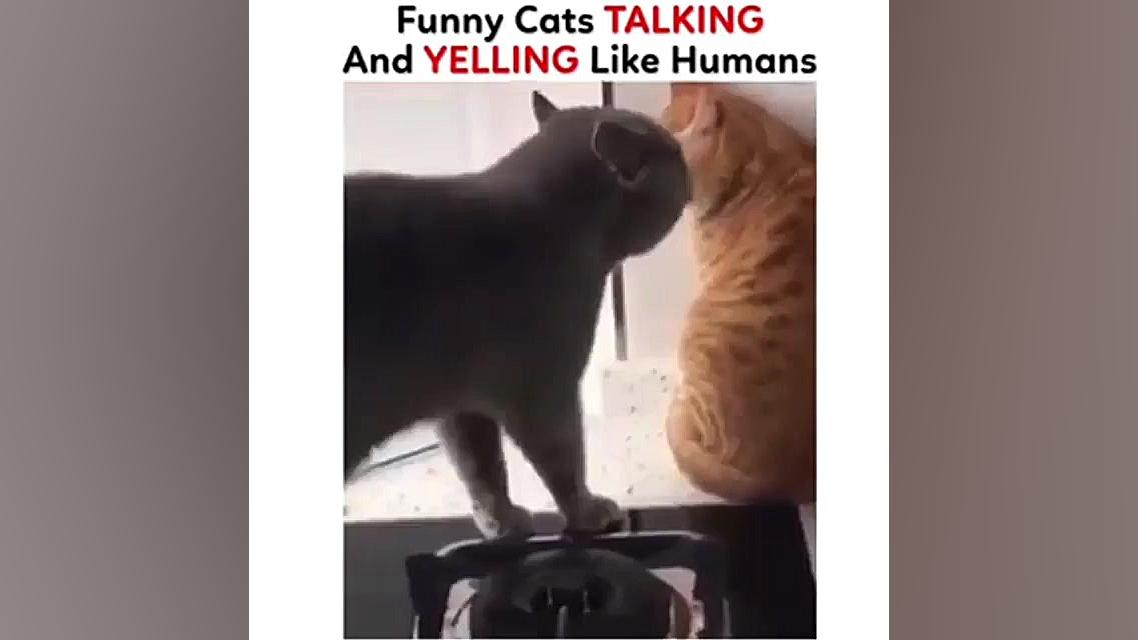 خنددار ترین کلیپ دنیا از گربه...