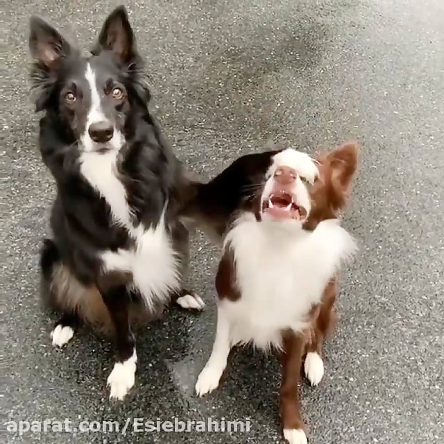 سگهای بردر کولی بامزه