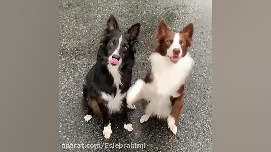 سگهای بردر کولی بامزه