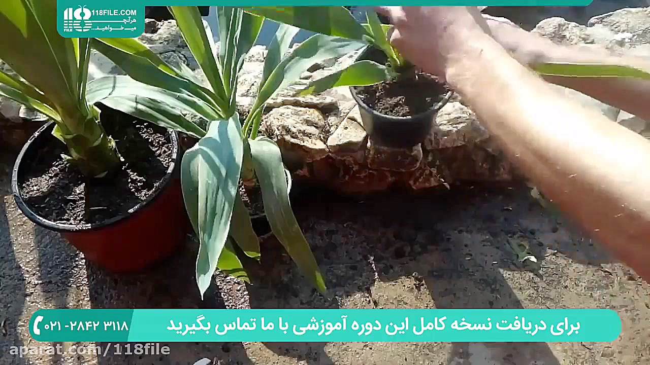 پرورش گل و گیاه | گل و گیاه آپ...