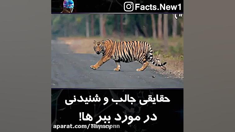اموزش نکات جالب درباره ببر ها