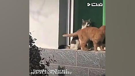 دوستی گربه باهم