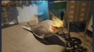 عروس هلندی سخنگو