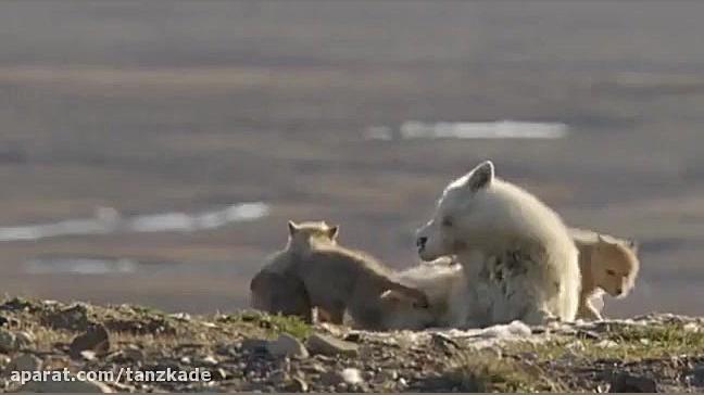وقتی که امام زمان(عج) ظهور کند...
