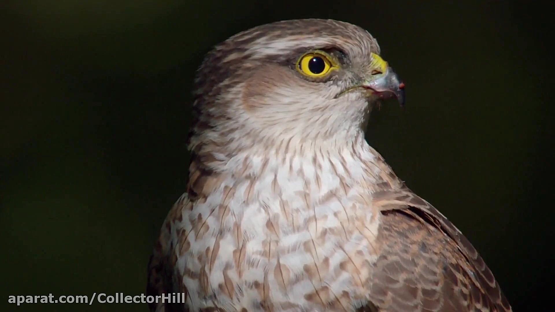 مستند شکار قسمت ۳ دوبله فارسی