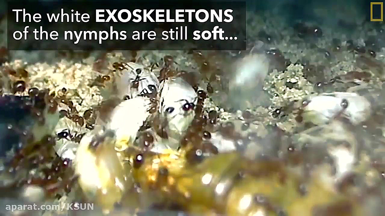 48  حیات وحش National Geograph...