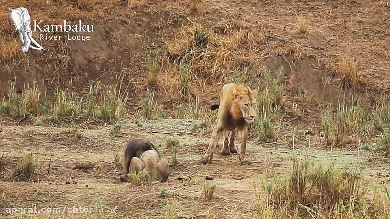 مستند جذاب حیات وحش